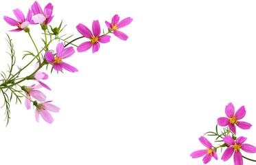 Fototapeta premium Pink cosmos flowers in a corner floral arrangements isolated on white or transparent background