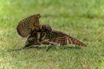 Crested Goshawk bird fighting with snake on the green grass