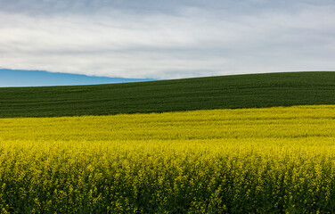 vibrant yellow colored rapeseed fields in Palouse ,Washington.