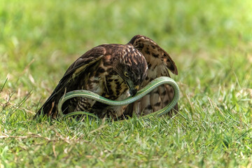 Crested Goshawk bird fighting with snake on the green grass