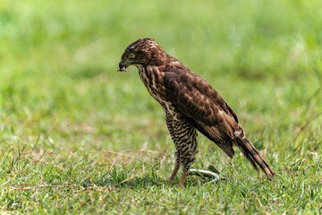 Crested Goshawk bird fighting with snake on the green grass