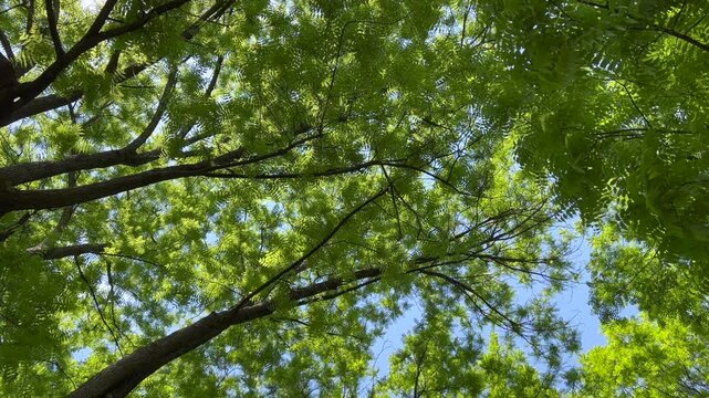 pippo pippo ippo pippo. High quality 4k footage