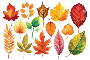 Watercolor Illustration of Various Autumn Leaves