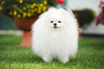 white pomeranian spitz dog standing in the park in summer