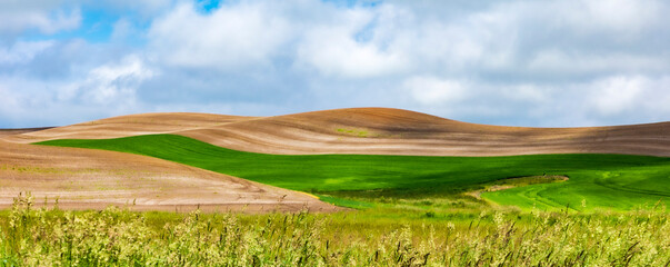 dramatic rolling hills of green fields of farm lands  in Palouse ,Washington