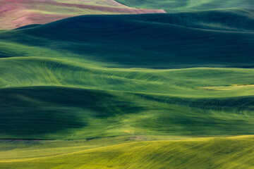 dramatic rolling hills of green fields of farm lands  in Palouse ,Washington