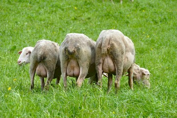 Three sheep from behind lined up like toy soldiers in a field