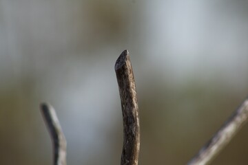 branch close-up