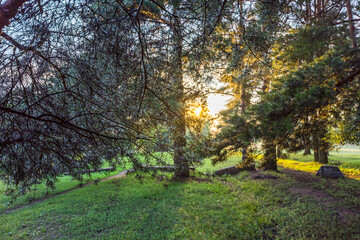 Naklejka premium A tree with a branch that is partially shaded by another tree