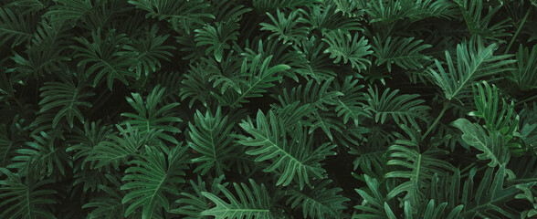 abstract green leaf texture, nature background, tropical leaf.