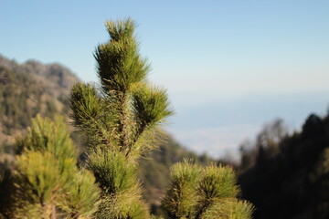pine tree in the mountains