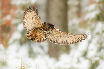 male Eurasian eagle-owl (Bubo bubo) in a snowy winter forest