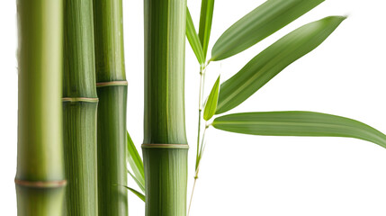 Fototapeta premium Close-up of vibrant green bamboo stalks and leaves, showcasing the plant's natural beauty and elegance against a plain background.