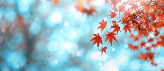 Autumnal red maple leaves against a blurred blue sky create a vibrant copy space image