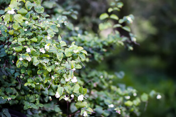 Summer nature details. Garden plant of snow berry. 