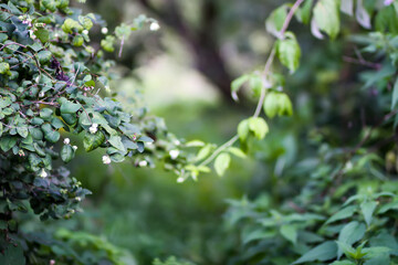 Summer nature details. Garden plants.
