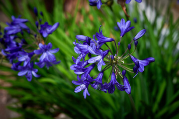 blue flowers in the garden