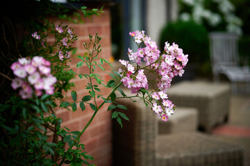 flowers in the garden