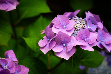 pink and purple flowers