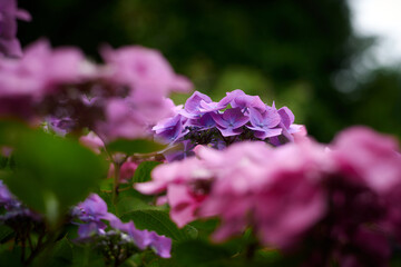 purple flowers in the garden