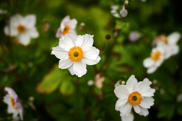 white and yellow daisy