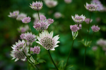 flower of a thistle