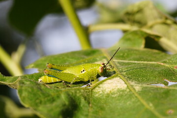 Grasshoppers are found in vegetable plots.