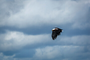 African fish eagle flying in cloudy sky in Kruger National park, South Africa ; Specie Haliaeetus...