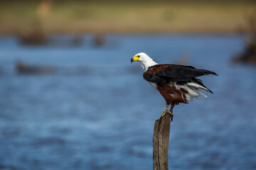 African fish eagle standing on a log over water in Kruger National park, South Africa ; Specie Haliaeetus vocifer family of Accipitridae