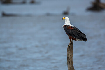 African fish eagle standing on a log over water in Kruger National park, South Africa ; Specie Haliaeetus vocifer family of Accipitridae