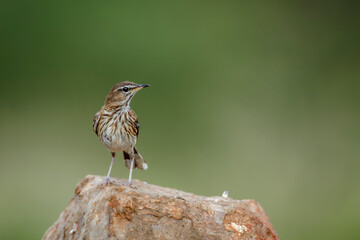 Bush Pipit standing on a rock in Kruger National park, South Africa ; Specie family Anthus caffer of Motacillidae