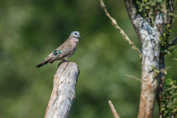 Emerald spotted Wood-Dove standing on a log isolated in natural background in Kruger National park, South Africa ; Specie Turtur chalcospilos family of Columbidae