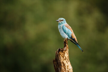 European Roller standing on a log isolated in blur background in Kruger National park, South Africa...