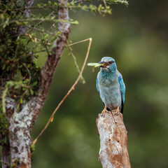 European Roller eating a grasshopper front view in Kruger National park, South Africa ; Specie Coracias garrulus family of Coraciidae