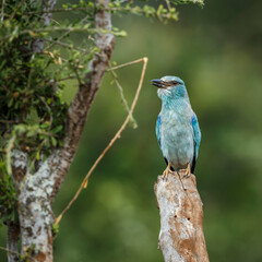 European Roller standing front view on a log isolated in natural background in Kruger National...