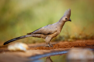 Grey go away bird along waterhole in Kruger National park, South Africa ; Specie Corythaixoides concolor family of Musophagidae