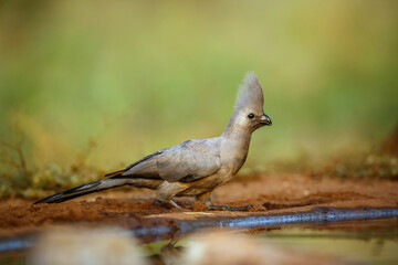 Grey go away bird along waterhole in Kruger National park, South Africa ; Specie Corythaixoides concolor family of Musophagidae