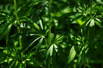 Marijuana Hemp Leaves Weed Growing