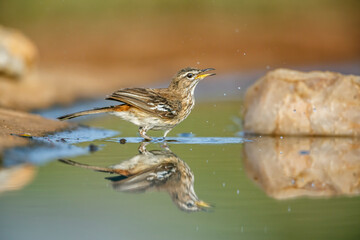 Red backed Scrub Robin bathing in waterhole with reflection in Kruger National park, South Africa; specie Cercotrichas leucophrys family of Musicapidae