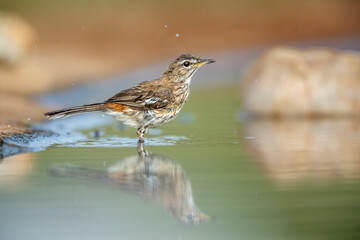 Red backed Scrub Robin bathing in waterhole with reflection in Kruger National park, South Africa; specie Cercotrichas leucophrys family of Musicapidae