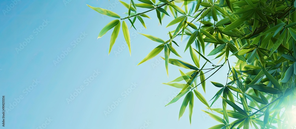 Canvas Prints Background with bamboo leaves under a clear blue sky suitable for use as a copy space image