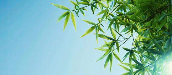 Obraz premium Background with bamboo leaves under a clear blue sky suitable for use as a copy space image