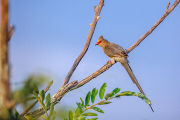 Red faced Mousebird standing on a branch isolated in blue sky in Kruger National park, South Africa ; Specie Urocolius indicus family of Coliidae