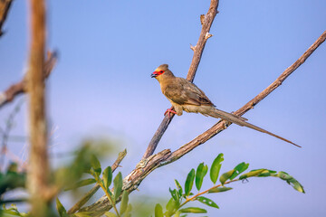 Red faced Mousebird standing on a branch isolated in blue sky in Kruger National park, South Africa ; Specie Urocolius indicus family of Coliidae