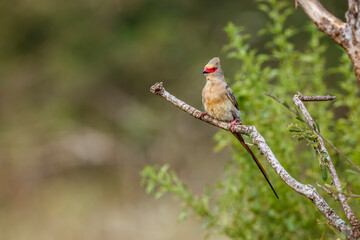 Red faced Mousebird standing on a shrub front view in Kruger National park, South Africa ; Specie Urocolius indicus family of Coliidae