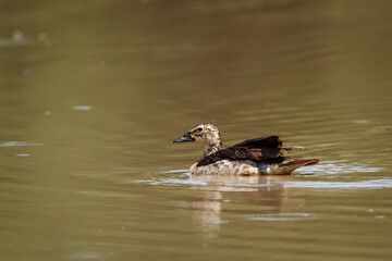 White-backed Duck swimming in lake in Kruger National park, South Africa ; Specie Thalassornis leuconotus family of Anatidae