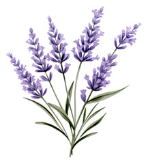 Fototapeta premium PNG Lavender flower plant white background.