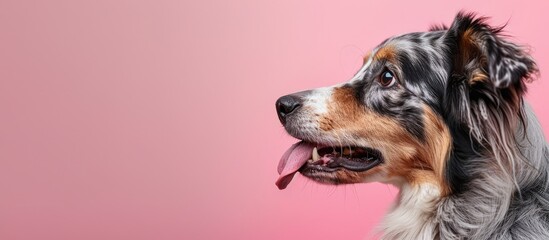 Australian shepherd dog with a comical expression licking its lips and eating in a whimsical profile set against a pink pastel background with copy space image