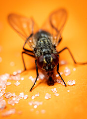 Mosca comiendo.
