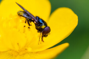 Abeja en flor